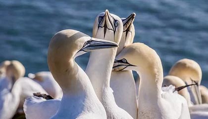 开云体育_ NBA赛季最佳教练评选：成功的秘诀，nba年度最佳教练次数排名