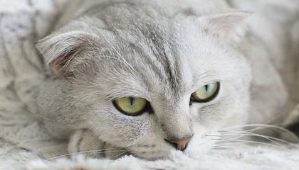 开云体育_ NBA赛季中的经典进攻组合：如何逆袭？，nba经典进攻战术解析