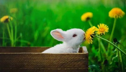 开云体育_ NBA赛季总结：哪些球队的表现令人大跌眼镜？，nba球队盘点