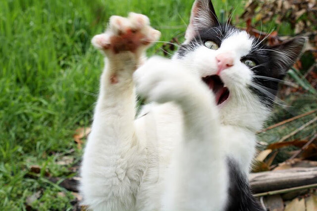 尤文图斯2-2拉齐奥,迪巴拉和卡尔蒙双双破门,尤文图斯迪吧拉