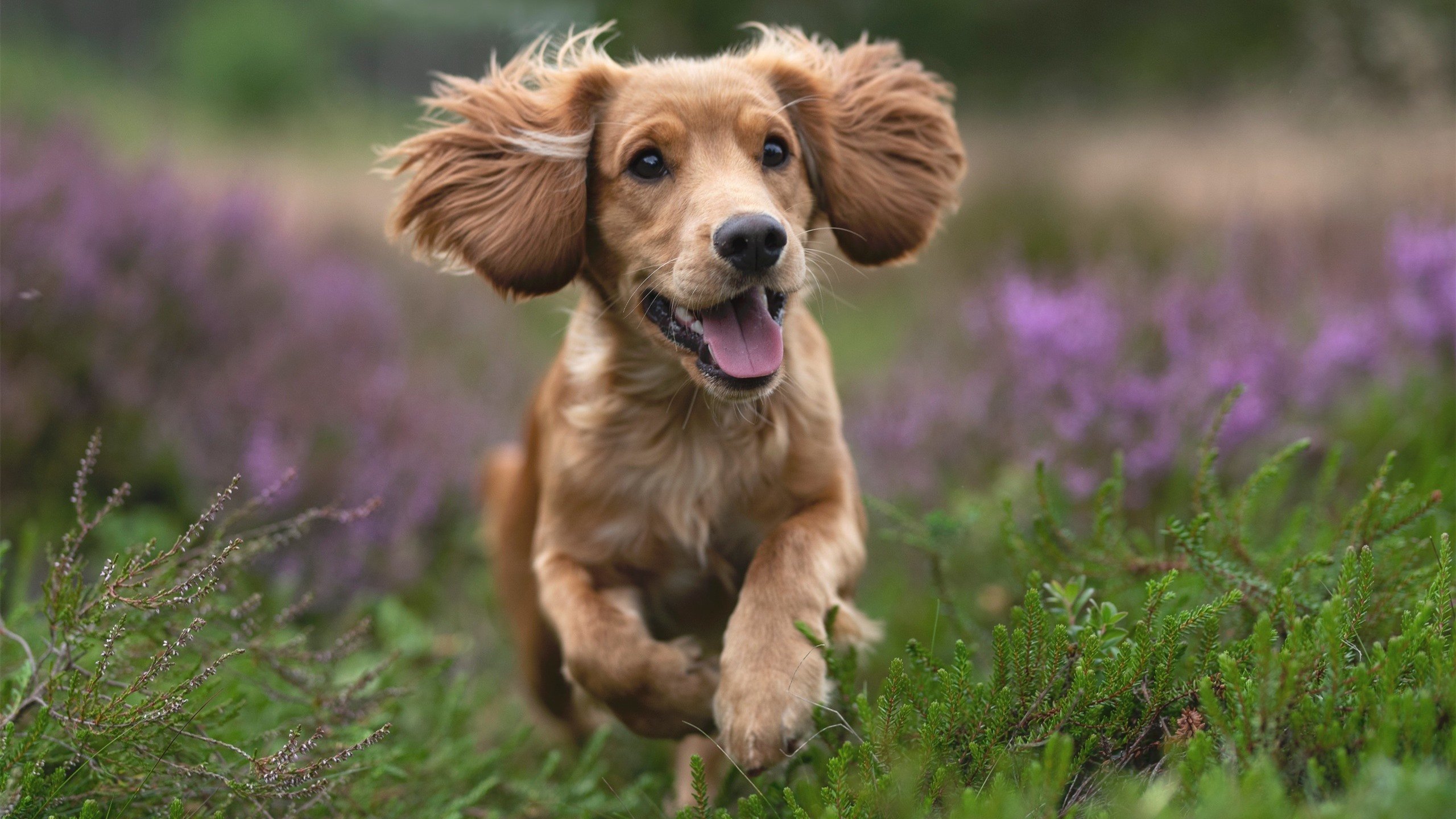 意甲激烈对抗，表现突出的球员不断创造精彩瞬间，意甲队伍