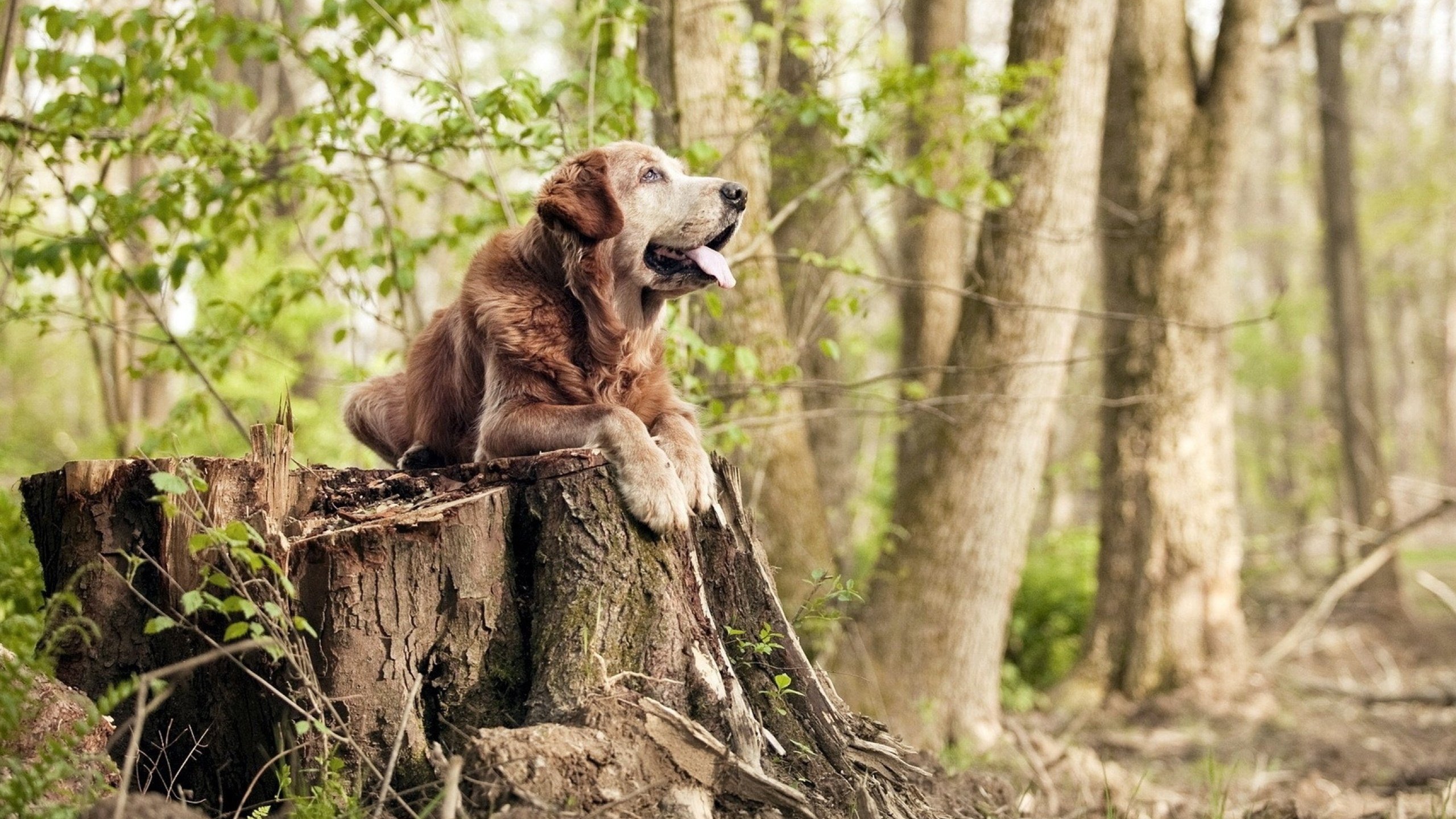 费城76人全线出击,目标锁定东部冠军!,费城76人简介