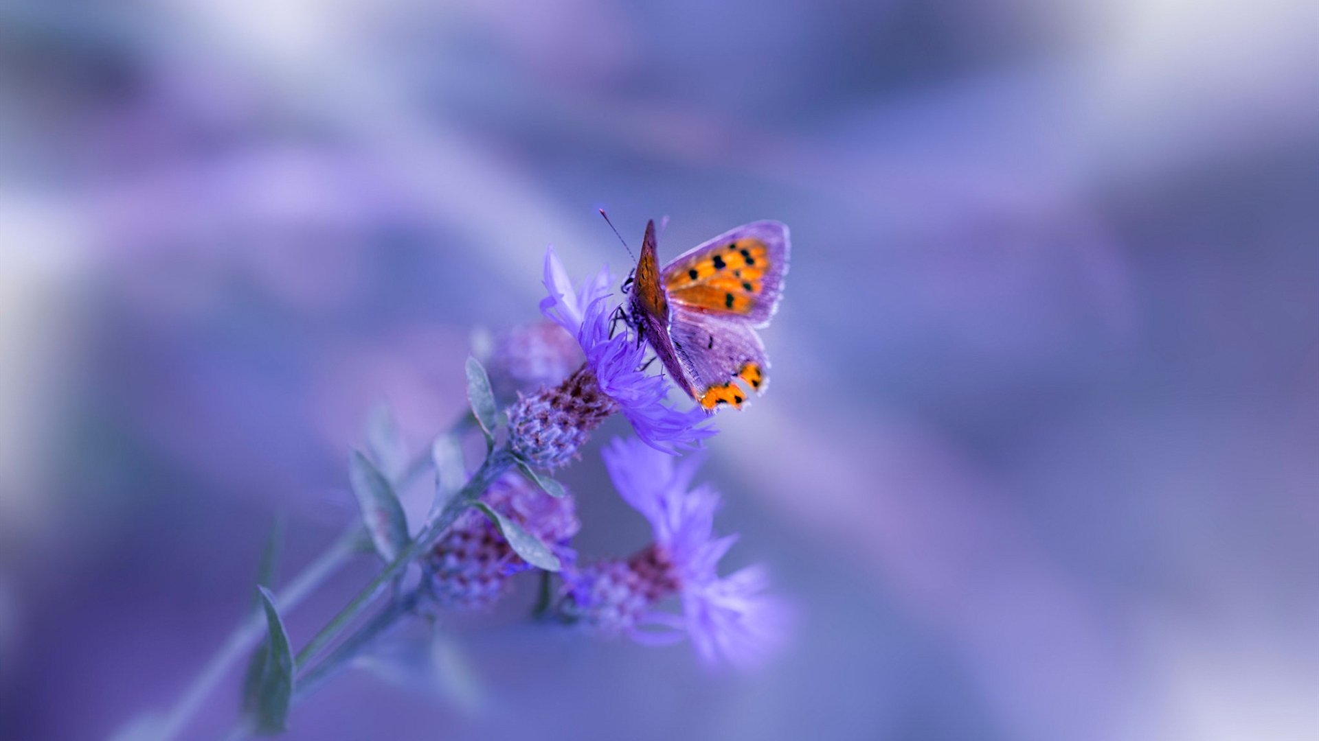 中国复合弓女队在射箭世界杯上海站团体赛中表现出色，复合弓射箭比赛