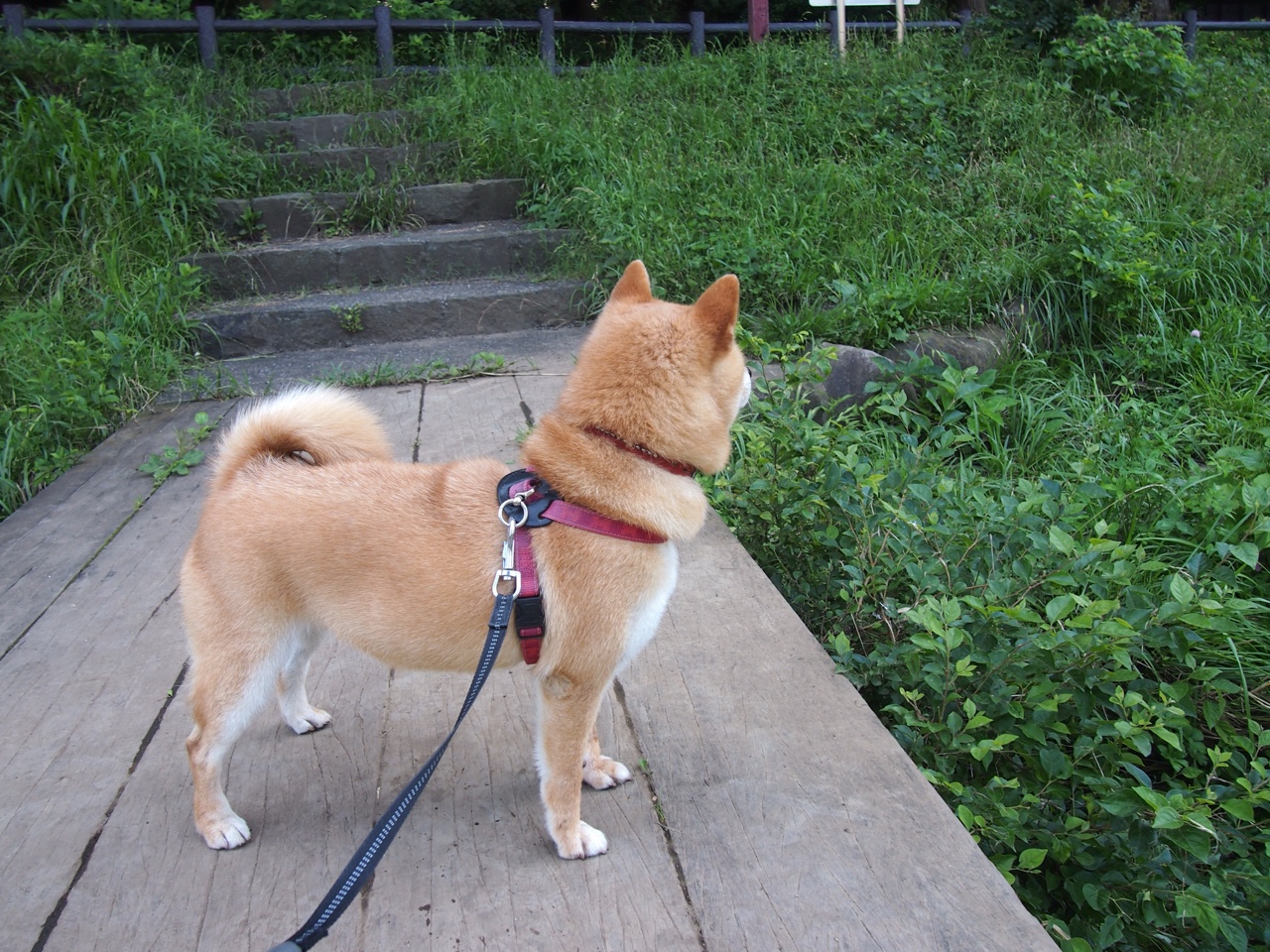 奇才内线球员篮板争夺更具侵略性，奇才球员名单虎扑