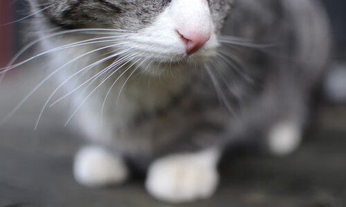 王者荣耀高校联赛扩大招募范围,推动校园电竞发展,王者荣耀高校联赛报名入口