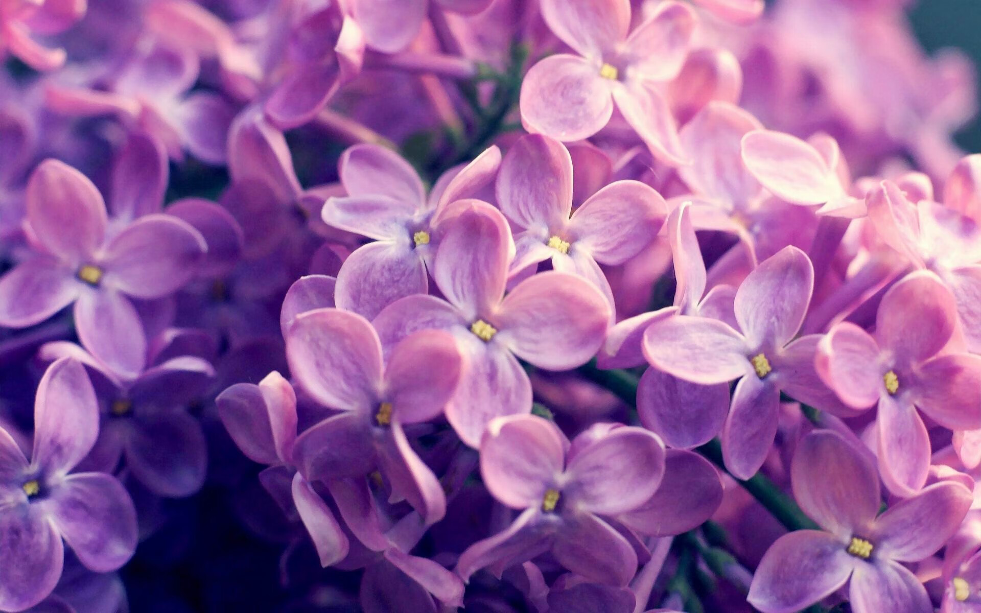 英格兰队在欧洲杯决赛中以1比1战平西班牙队,进入加时赛,英格兰进欧洲杯决赛球迷庆祝