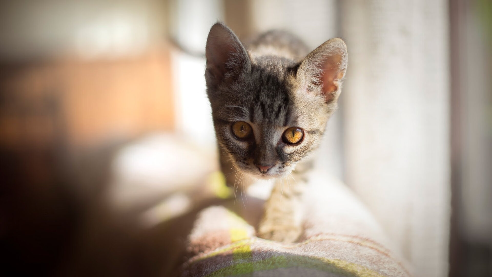 世界青少年武道锦标赛再掀运动狂潮,世界武道大赛是什么