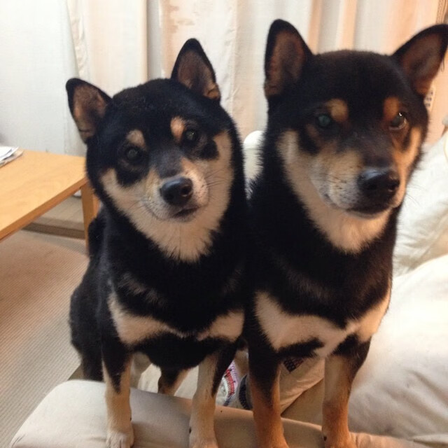 体育科研项目管理平台功能优化建议，学校体育科研现状与问题