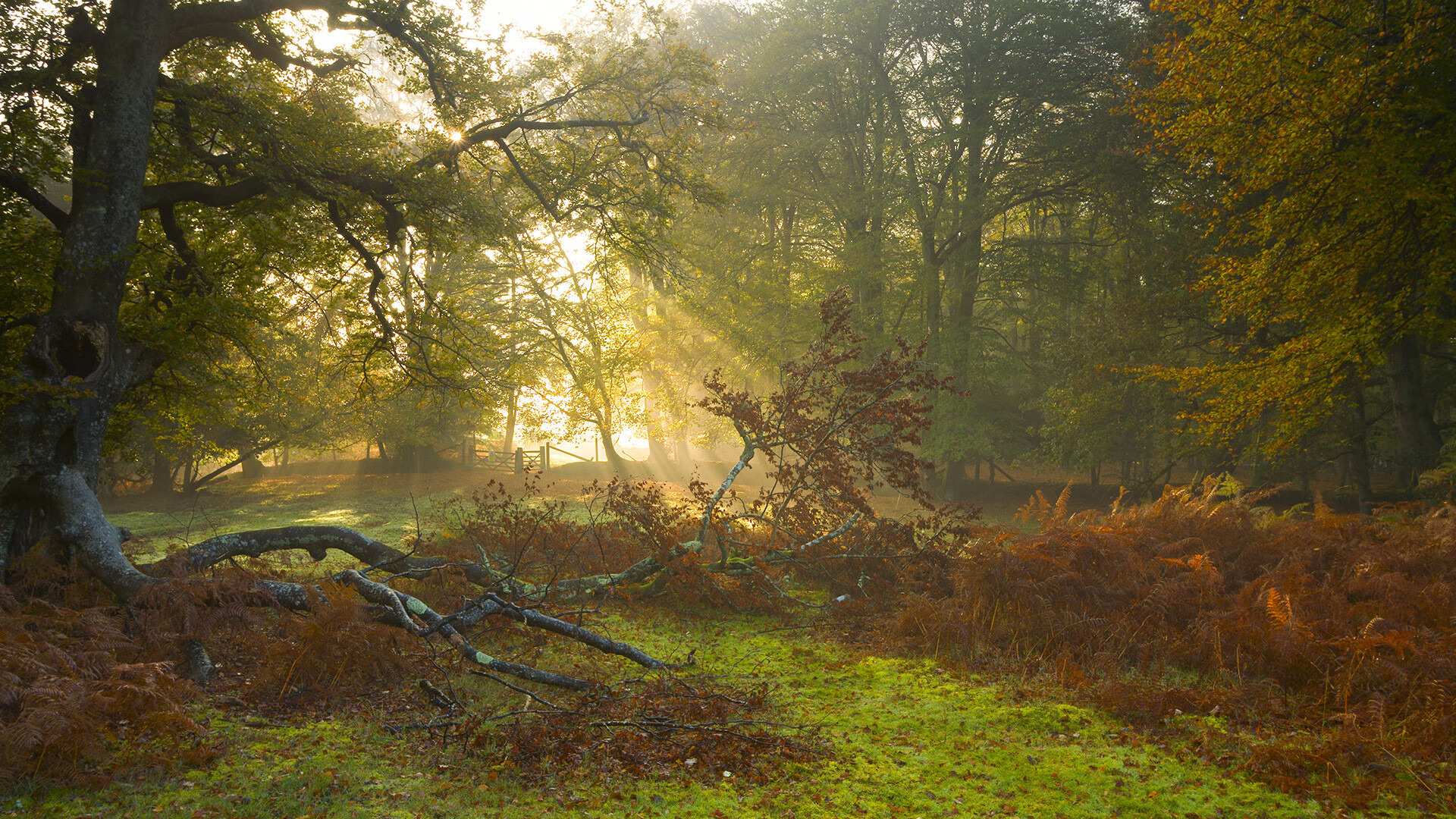 世界围棋赛高手云集角逐冠军,世界围棋个人冠军排名榜