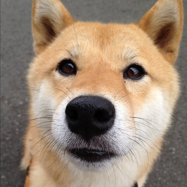 澳大利亚乒乓团队赛制深度分析:从策略到执行,2021澳大利亚乒乓球队