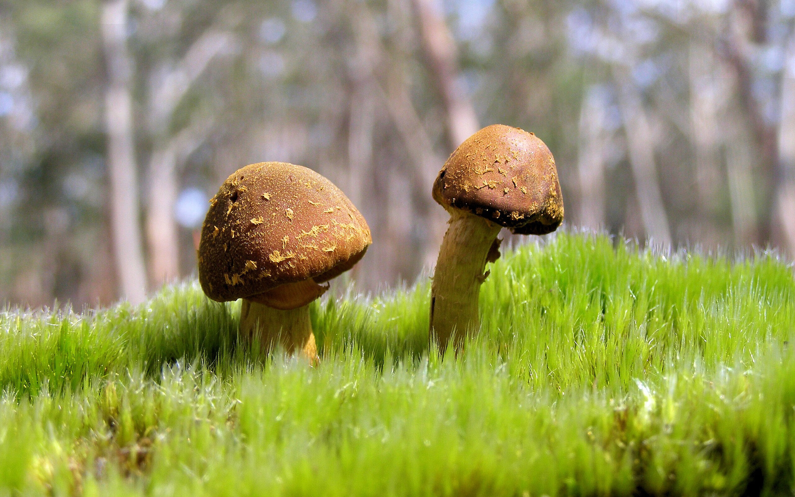 国家越野跑队发布赛事报名时间与资格要求，国家越野跑队发布赛事报名时间与资格要求