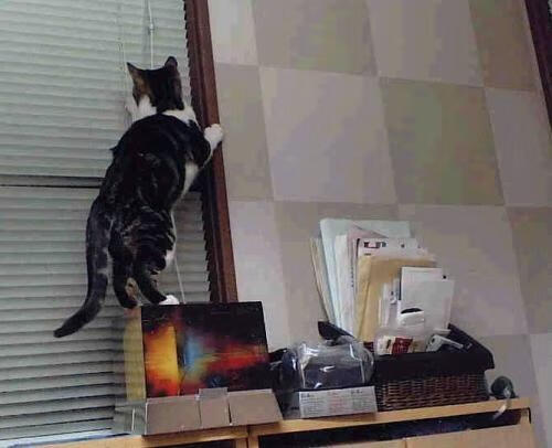 阿伦·斯密斯：他与全黑队后场的默契配合，为球队提供强大支持