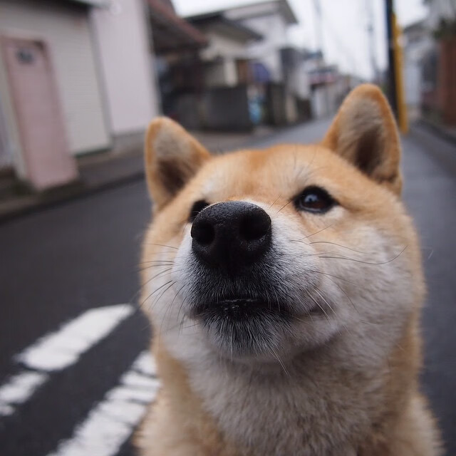 阿莱克西高质量蝶泳引媒体关注，阿莱克西亚同人图